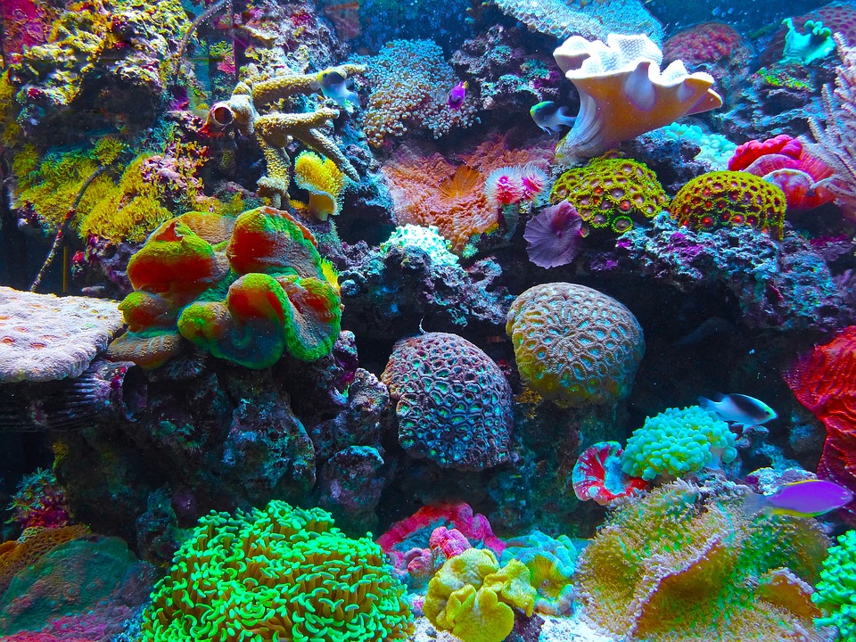 https://pixabay.com/sv/korall-korallrev-revet-havet-567688/